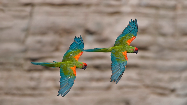 奥梅雷克的红额金刚鹦鹉，玻利维亚科恰班巴 