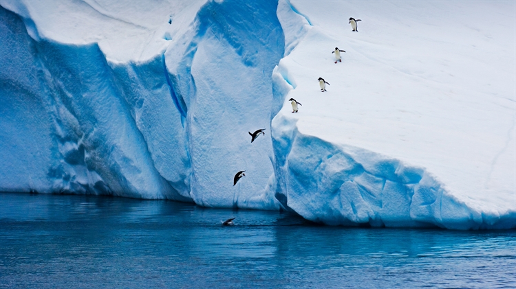 从冰山跃入水中的阿德利企鹅，南极 