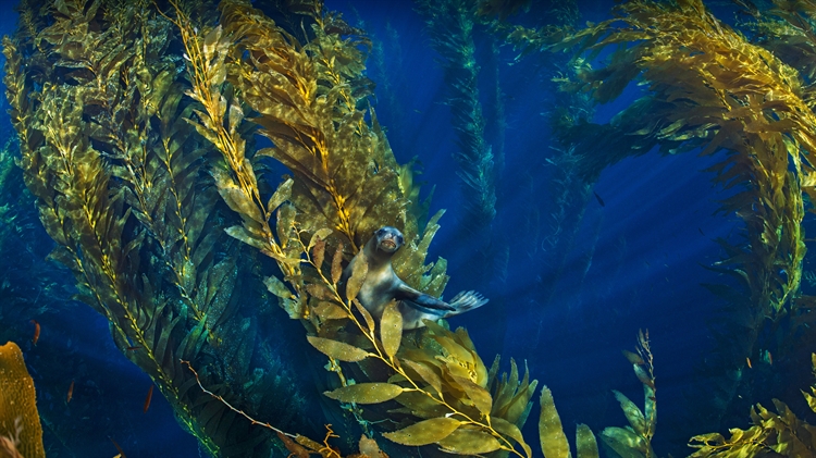 海峡群岛附近巨藻林中的加利福尼亚海狮 