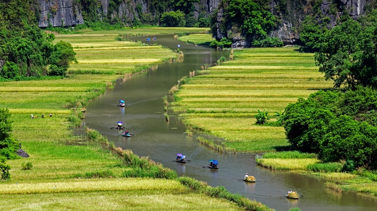 Ngo Dong河两岸的稻田美景，越南宁平省 