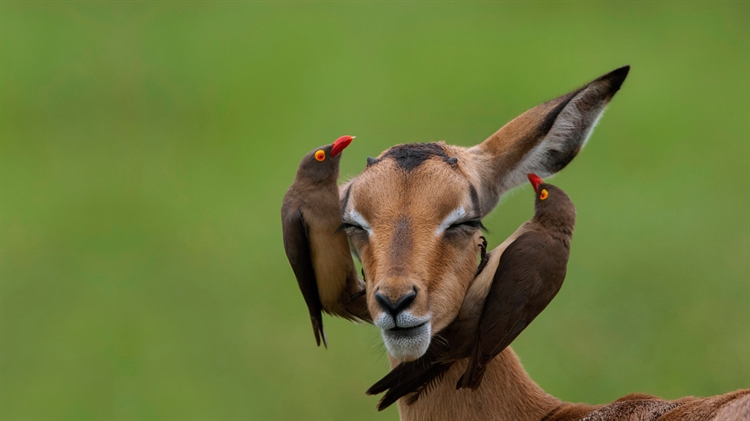 红嘴牛椋鸟和高角羚， 南非姆普马兰加省 