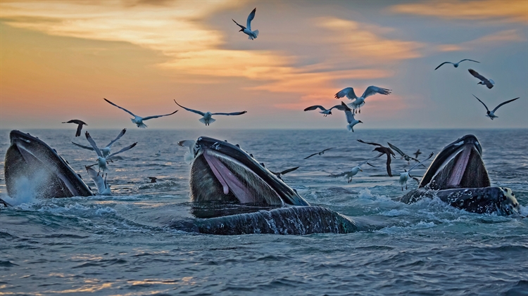 出现在马萨诸塞州海岸附近的座头鲸 