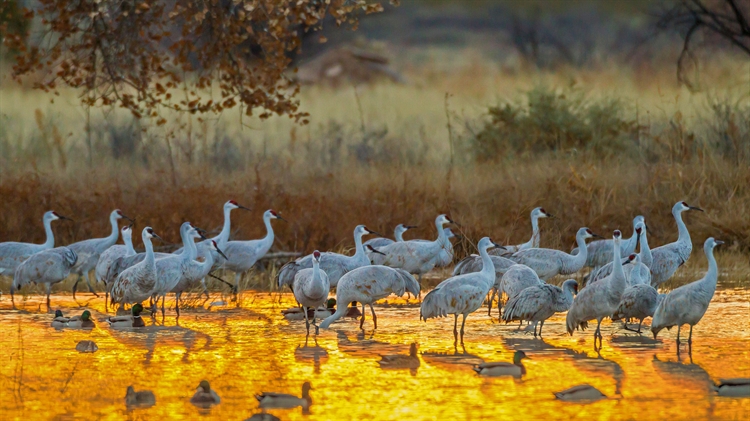 野生动物保护区中的沙丘鹤和野鸭，美国新墨西哥州 