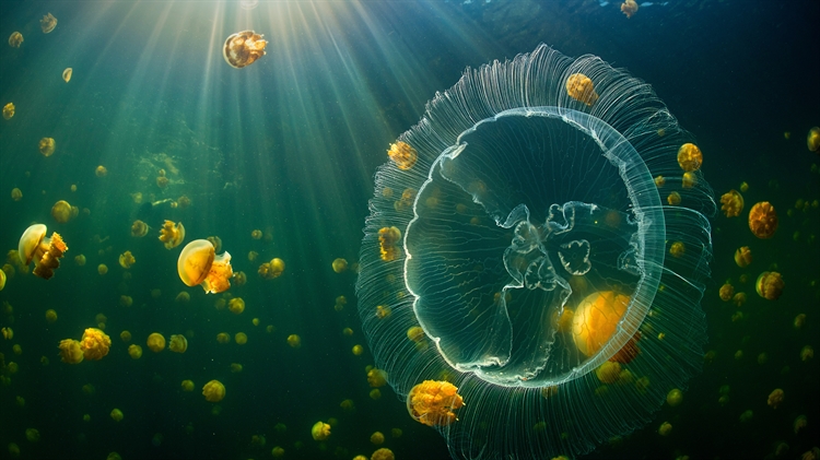 海月水母和一群无刺的黄金水母，印度尼西亚 