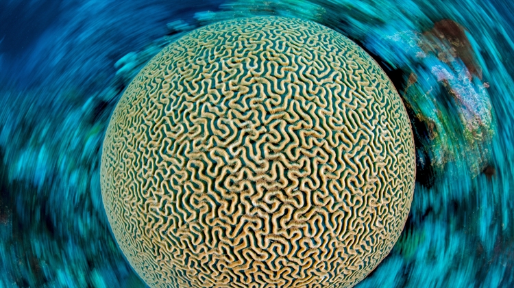 加勒比海的片脑纹珊瑚，开曼群岛 
