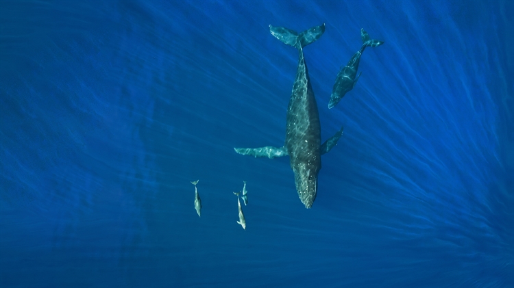 在海洋里畅游的座头鲸和海豚，美国夏威夷州 