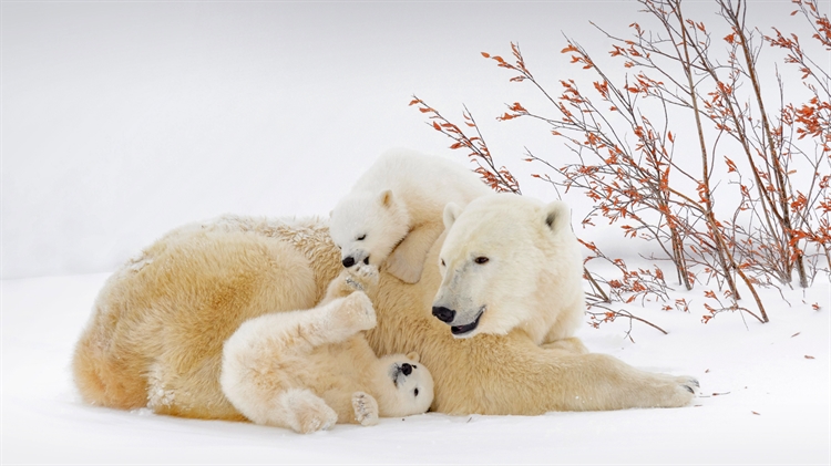 在妈妈身旁玩耍的北极熊宝宝们，加拿大曼尼托巴省 
