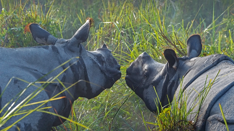 加济兰加国家公园里的两头印度犀，印度阿萨姆邦 