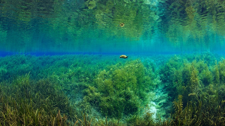 彩虹河里的佛罗里达红肚龟，彩虹泉州立公园，佛罗里达 