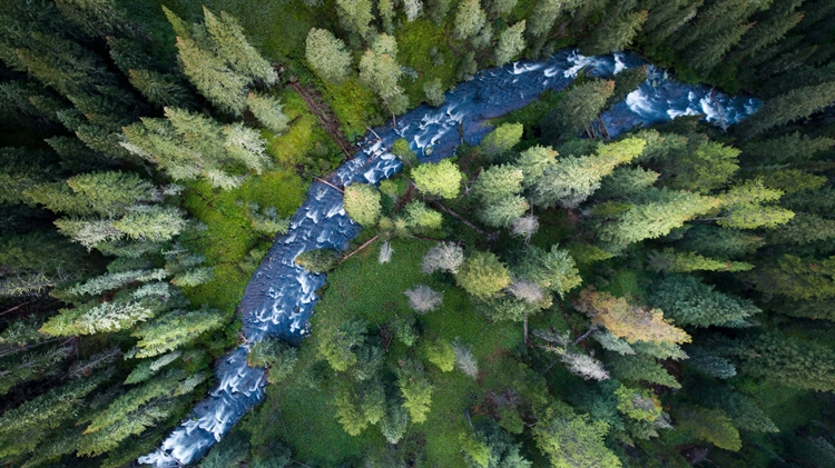 加勒廷国家森林里的小溪，美国蒙大拿州 