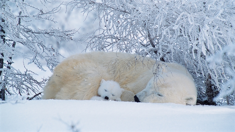 北极熊在加拿大沉睡 