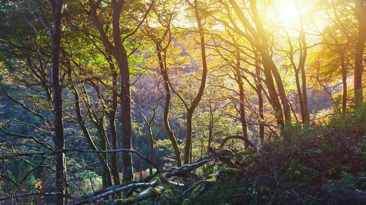 格莱纳里夫森林公园的日落，安特里姆郡，爱尔兰 