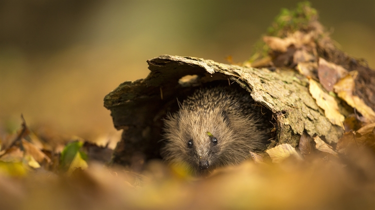 躲在树皮中欧洲刺猬，苏塞克斯，英国 