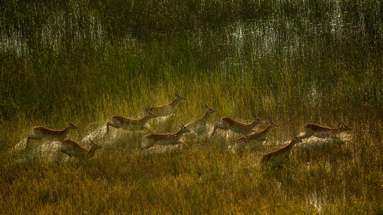 红驴羚群穿越奥卡万戈三角洲的沼泽平原，博茨瓦纳 