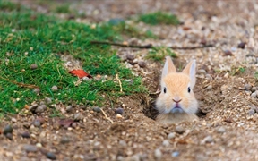 日本广岛大久野岛（兔子岛）的小野兔 