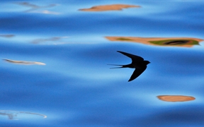 贝里克郡燕子的剪影 ，苏格兰