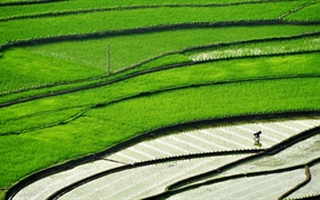 正在梯田里插秧的农民 ，【今日谷雨】四川省