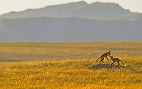 落基山山脚下一对嬉闹的狐狸，喀斯喀特山脉附近
