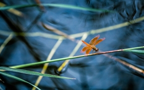 【今日立夏】细竹竿上休憩的红蜻蜓 