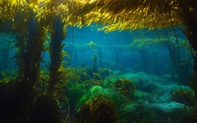 美国加利福尼亚州 ，圣克利门蒂岛附近的巨型海藻森林