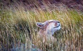 智利 ，百内国家公园里的一只美洲狮