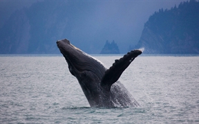 阿拉斯加的基奈峡湾国家公园 ，一头一跃而起的驼背鲸