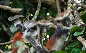 坦桑尼亚 ，桑给巴尔红疣猴