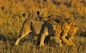 肯尼亚 ，马赛马拉国家保护区里的非洲狮