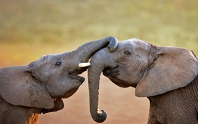 南非 ，阿多大象国家公园里的大象