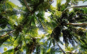 维尔京群岛国家公园 ，Maho 湾的棕榈树
