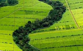 肯尼亚 ，凯里乔县的茶叶种植园