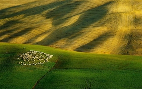 意大利 ，托斯卡纳一群牧羊