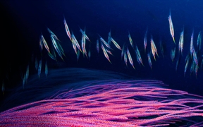 新不列颠岛，金贝湾的一群剃刀鱼略过红色海鞭的枝杈