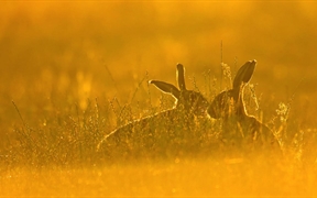 高高草丛里的棕色欧洲野兔  