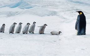 雪山岛，成年帝企鹅和它的宝宝们