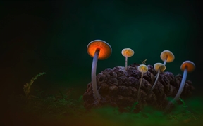 登海尔德近郊，黑暗沙丘中的蘑菇