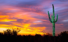 亚利桑那州 ，一株被灯带装饰了的树形仙人掌