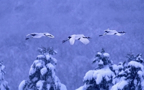 日本北海道 ，阿寒国立公园的丹顶鹤