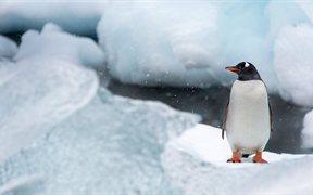 南极洲 ，库佛维尔岛的巴布亚企鹅
