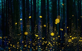 日本四国岛 ，被萤火虫照亮的小树林