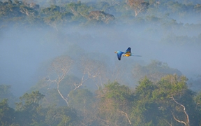 巴西 ，蓝黄相间的金刚鹦鹉在亚马逊雨林上空飞行