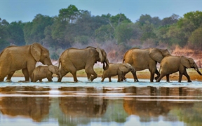 赞比亚 ，穿越卢安瓜河的象群