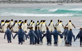 福克兰群岛的王企鹅 