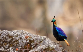 尼泊尔 ，萨加玛塔国家公园里的一只雄性棕尾虹雉
