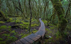 澳大利亚塔斯马尼亚州 ，摇篮山-圣克莱尔湖国家公园中的林间步道
