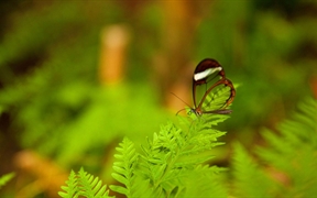 【今日惊蛰】一只栖息在叶子上的透翅蝶 