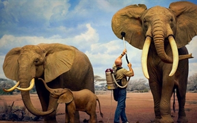 加利福尼亚州 ，在洛杉矶县自然历史博物馆清洗大象模型