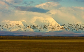 美国阿拉斯加州 ，成千上万只沙丘鹤在阿拉斯加山脉附近的麦田上空翩翩起舞
