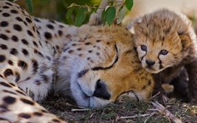 肯尼亚 ，马赛马拉国家野生动物保护区内的一只雌性猎豹和她一周大的幼崽