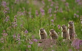 美国黄石国家公园 ，一群站在Tower Fall露营地上的犹因它地鼠